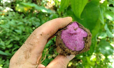 Traçabilité de la poudre Ube : ce que les acheteurs en gros doivent savoir