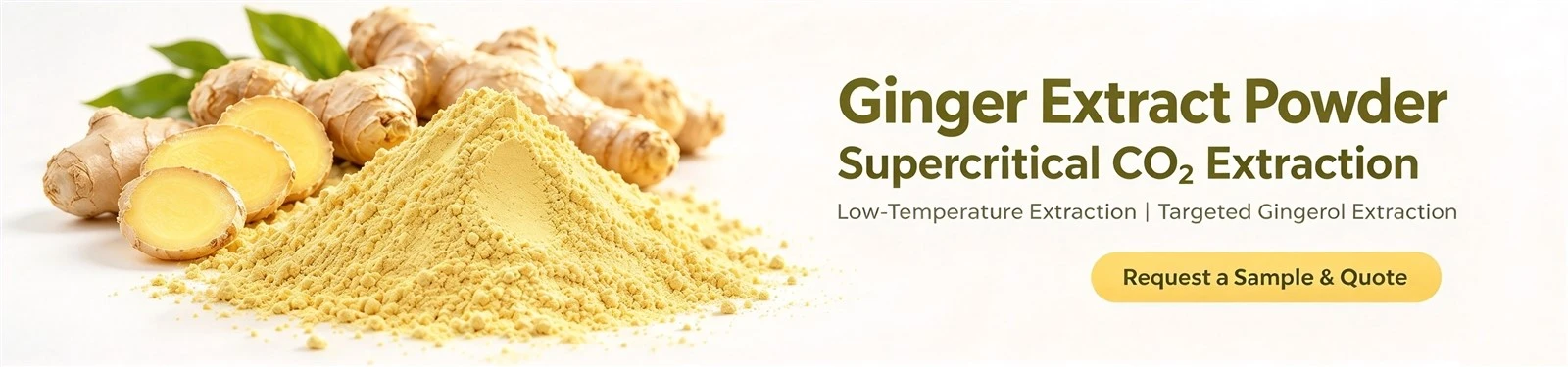 Ginger Extract Powder Supplier Ginger Extract Powder Supplier